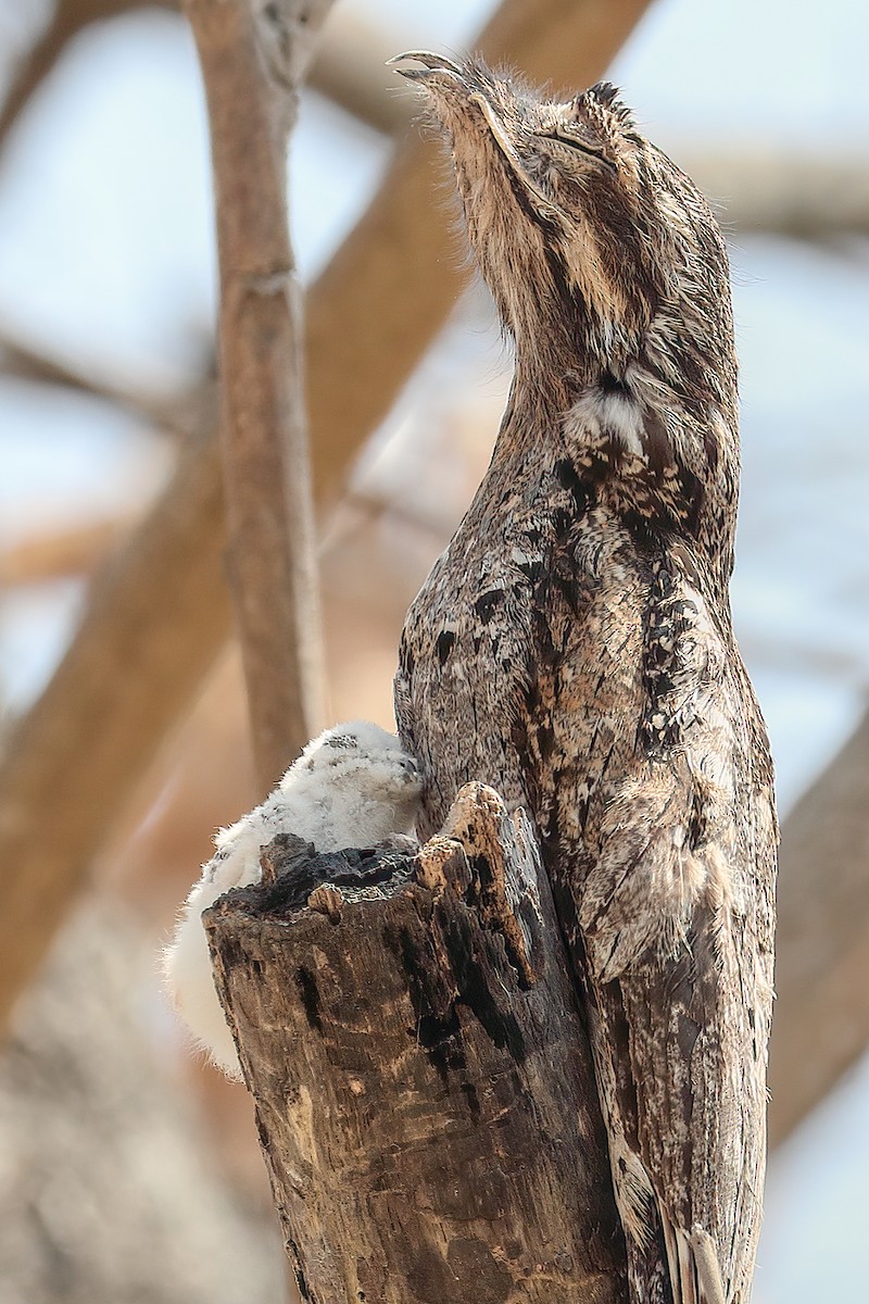 Common Potoo - Cesar Ponce