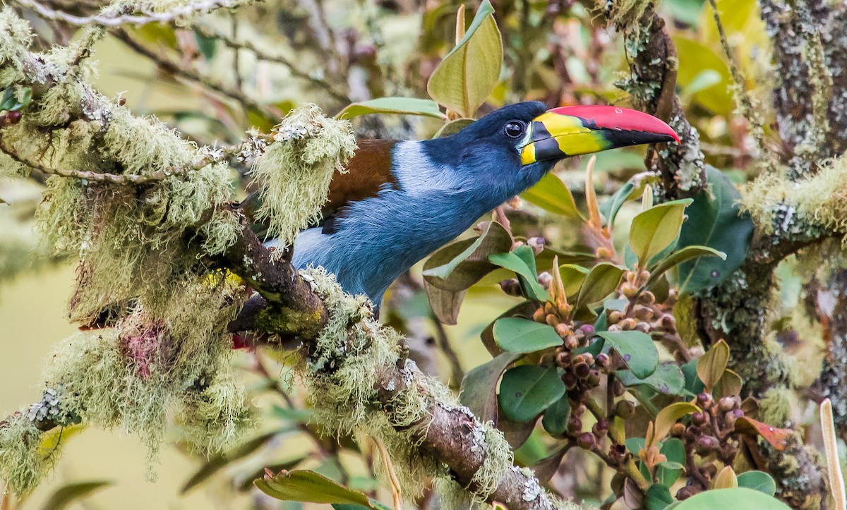 Gray-breasted Mountain-Toucan - ML213550471