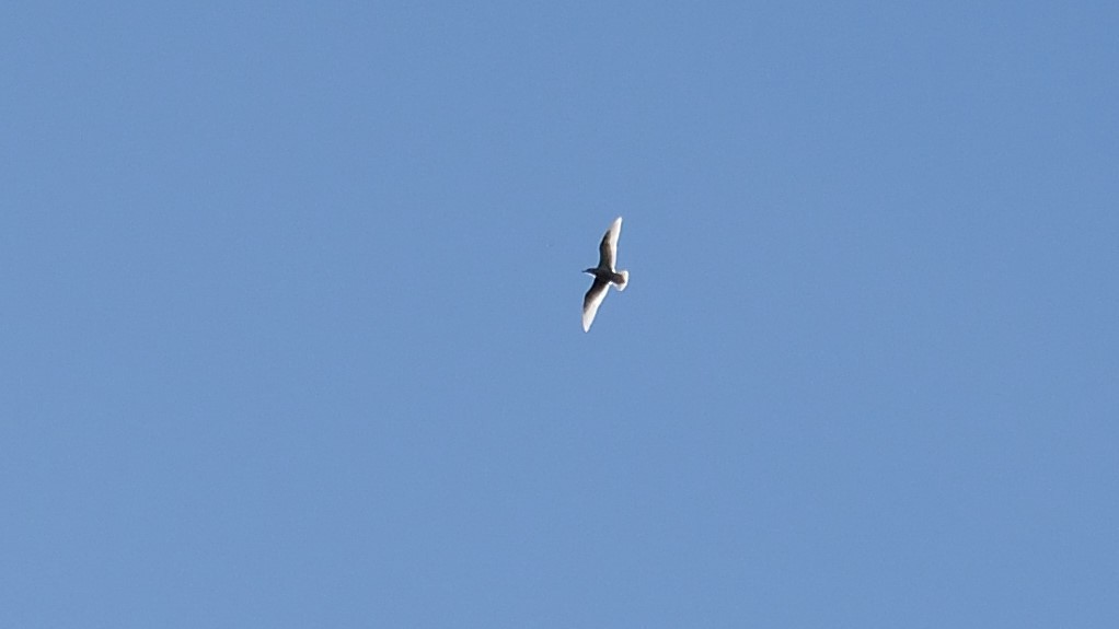 Glaucous-winged Gull - ML21355071