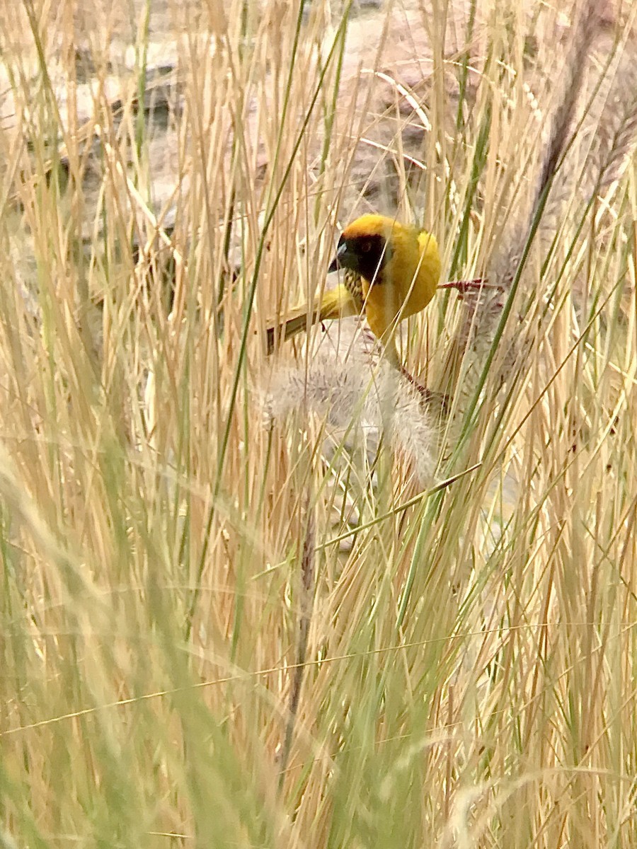 Southern Masked-Weaver - ML213553311