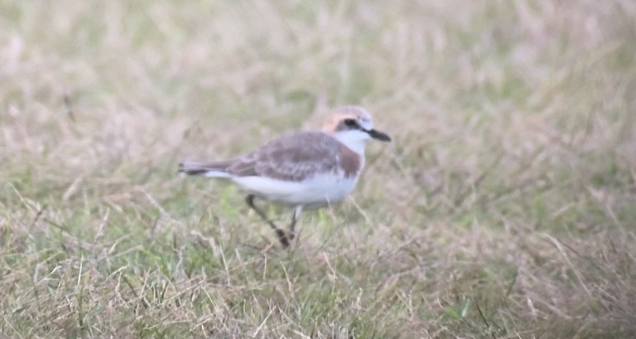 Greater Sand-Plover - ML213554361