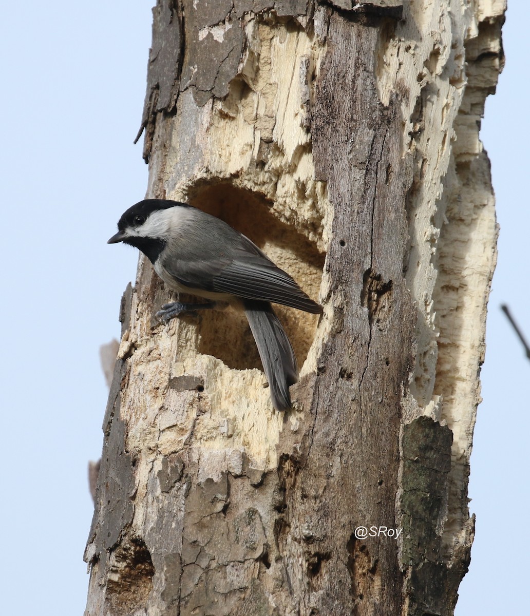 Carolina Chickadee - ML213555031