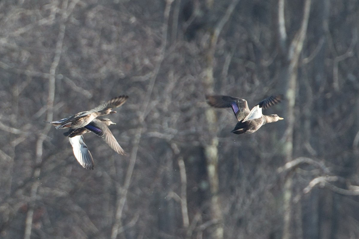 Canard noir - ML21355541