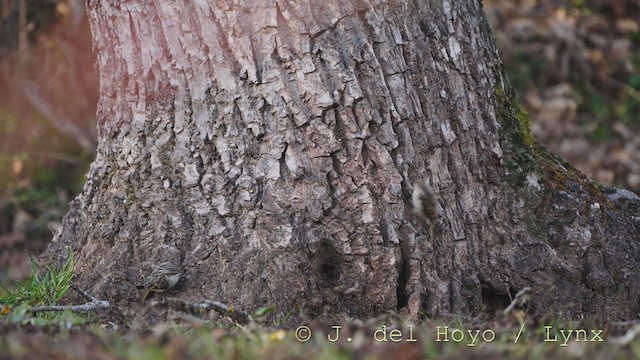 Short-toed Treecreeper - ML213556091