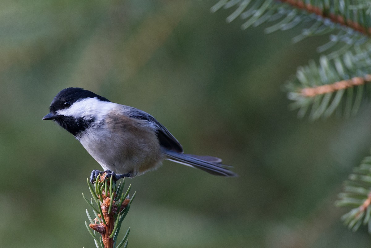 Mésange à tête noire - ML21355721