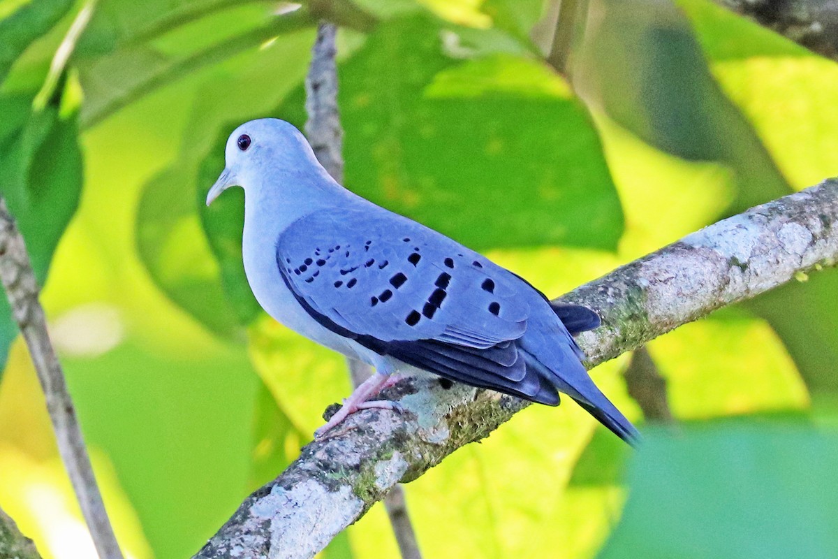 Blue Ground Dove - Greg  Griffith