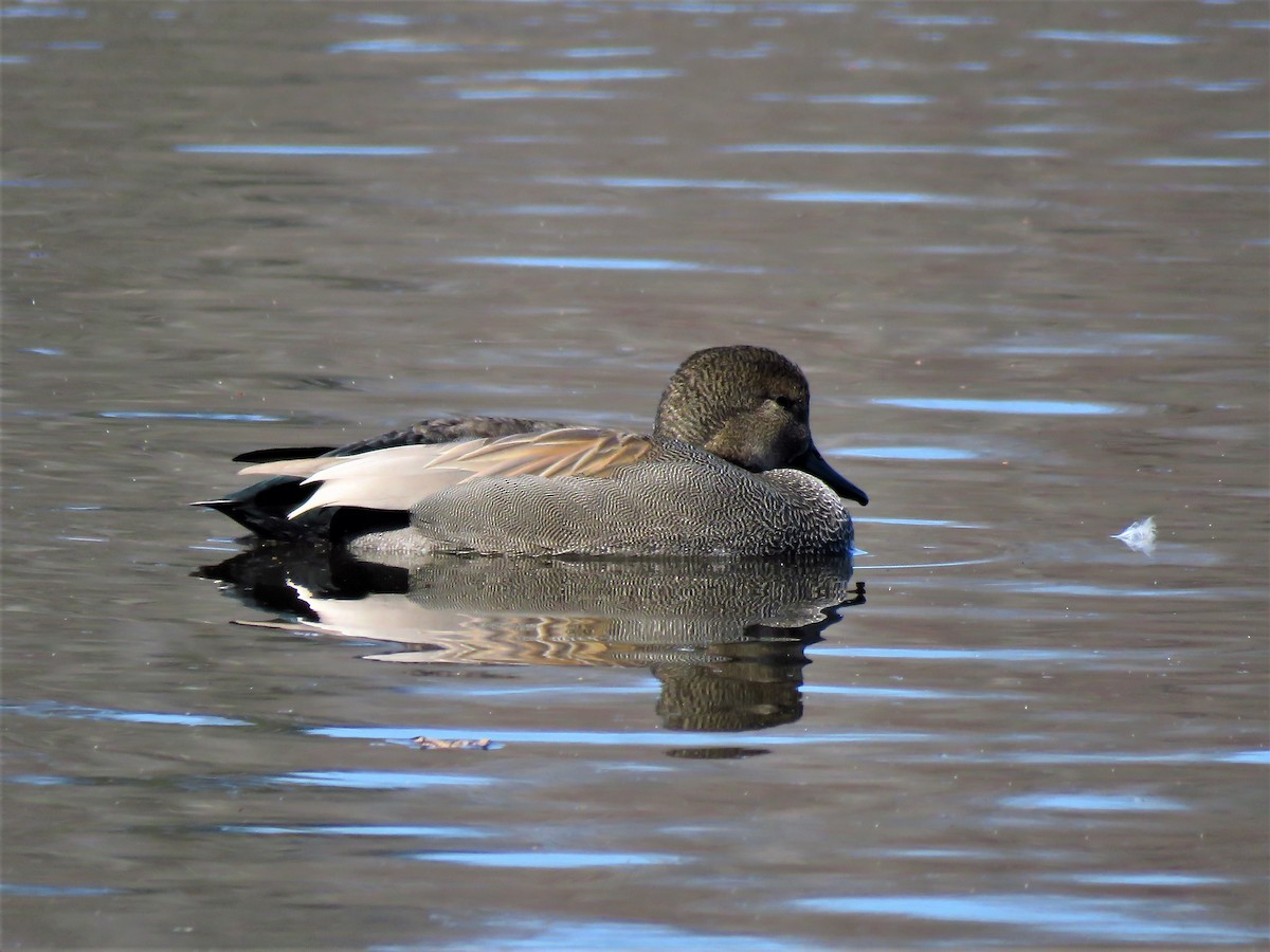 Canard chipeau - ML213558131