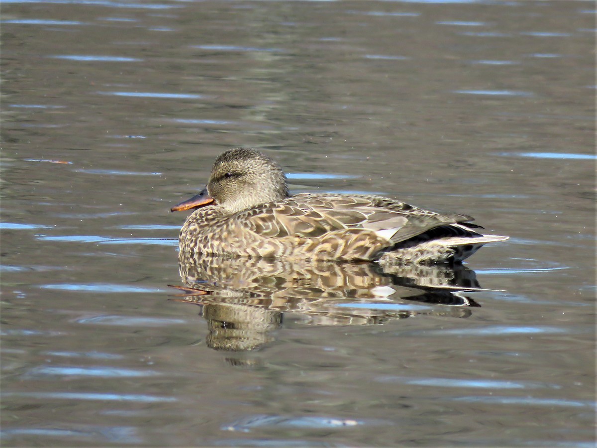 Gadwall - ML213558151