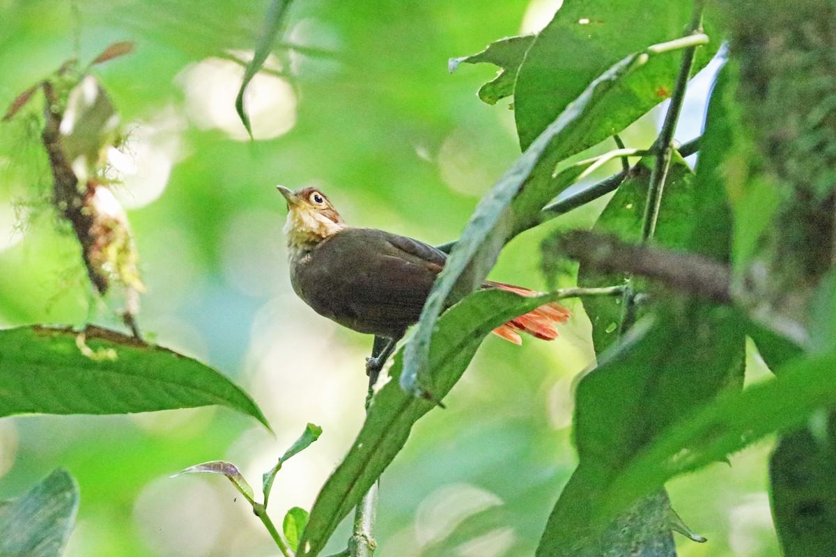 Chiriqui Foliage-gleaner - ML213558801