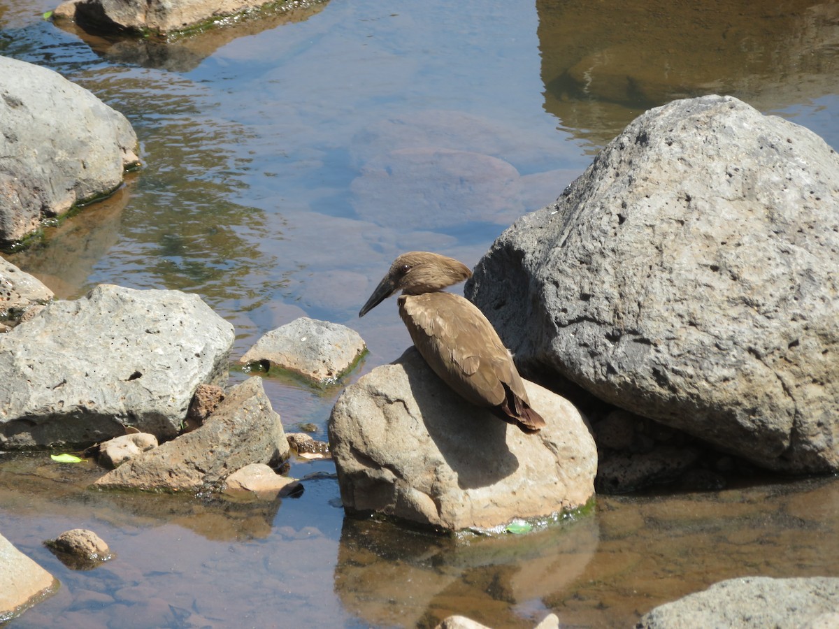 Hamerkop - Amanda Johnston