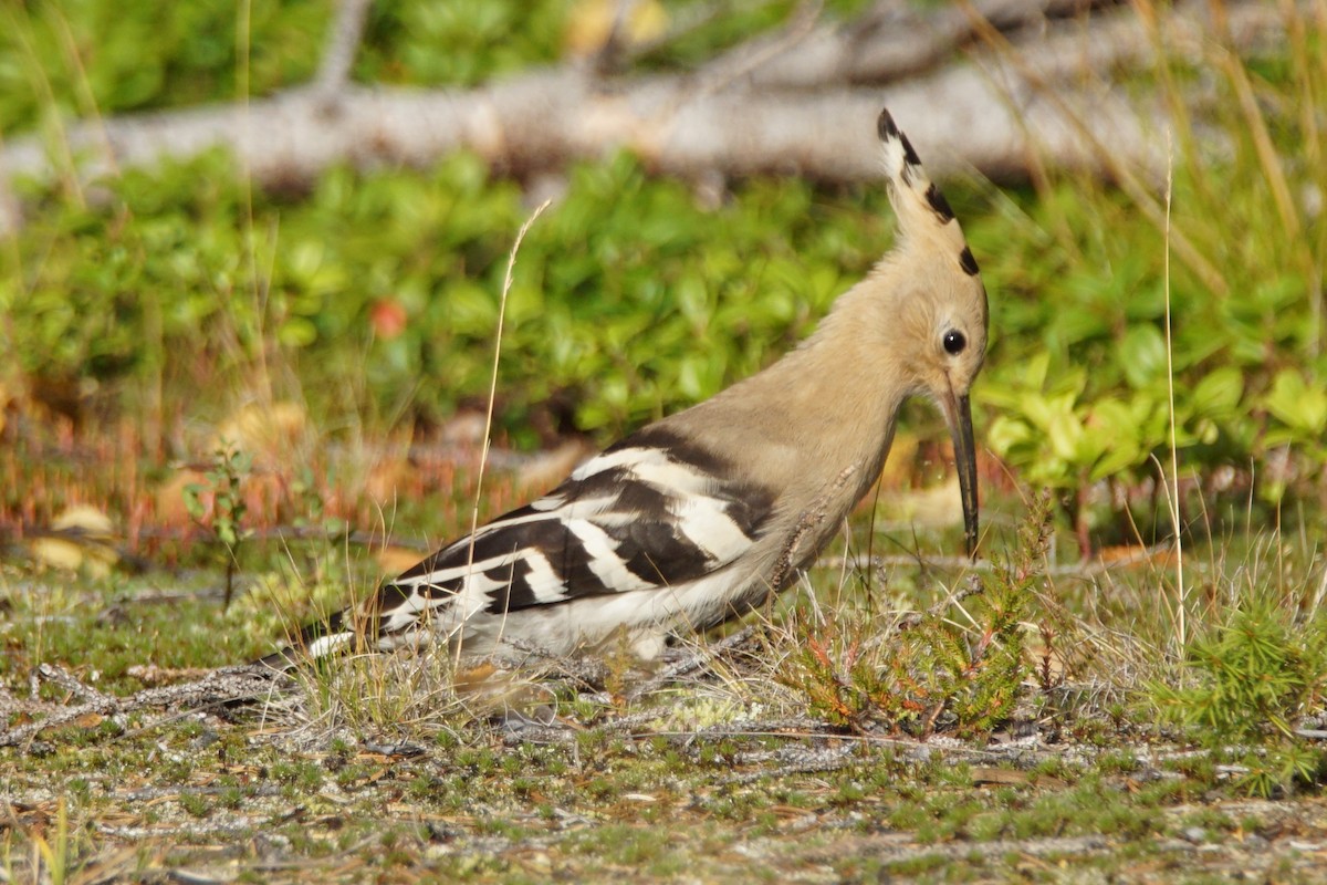 Eurasian Hoopoe - ML213558911