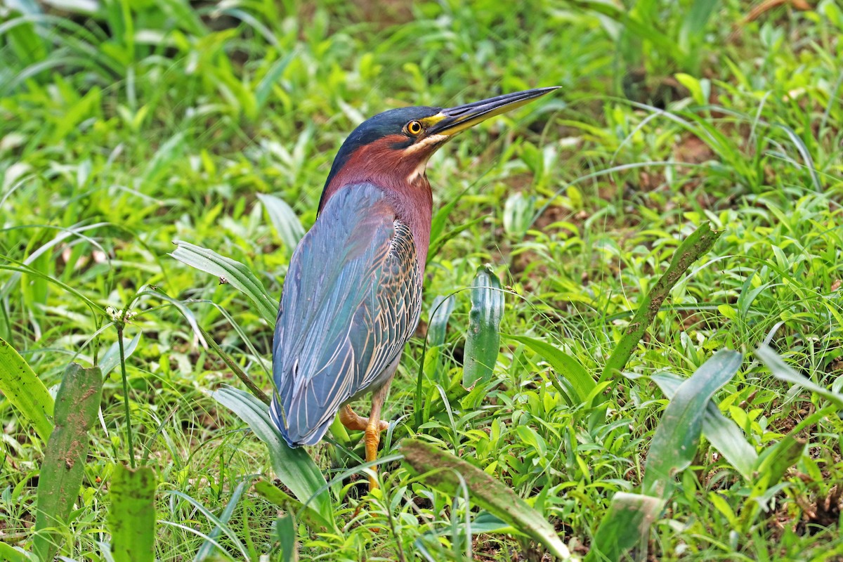 Green Heron - Greg  Griffith