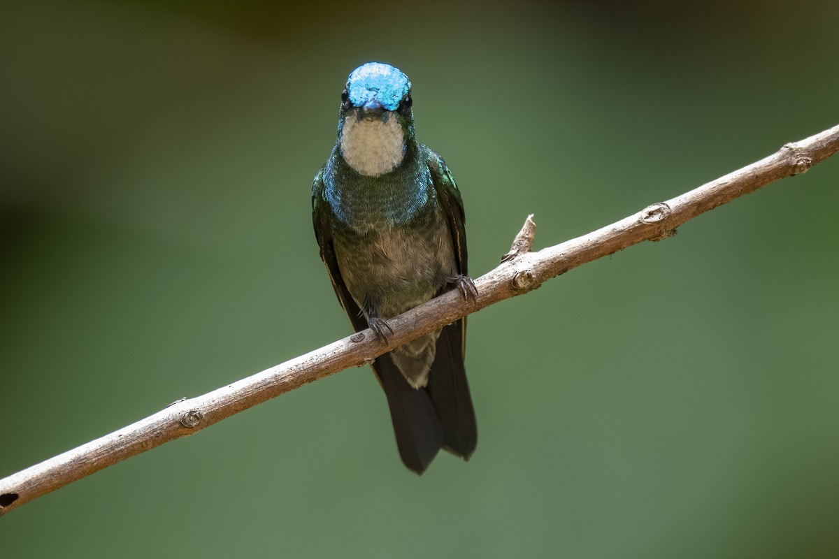 White-throated Mountain-gem - Peter Hawrylyshyn