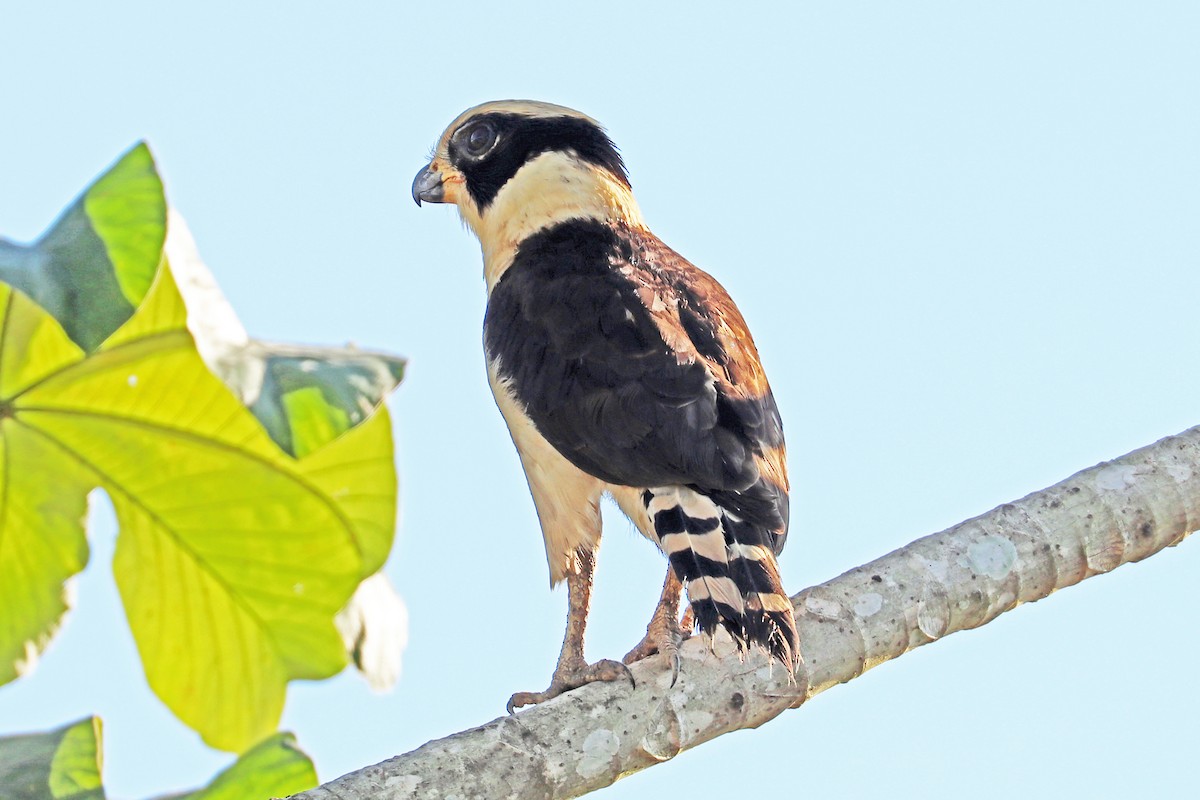 Laughing Falcon - ML213560291