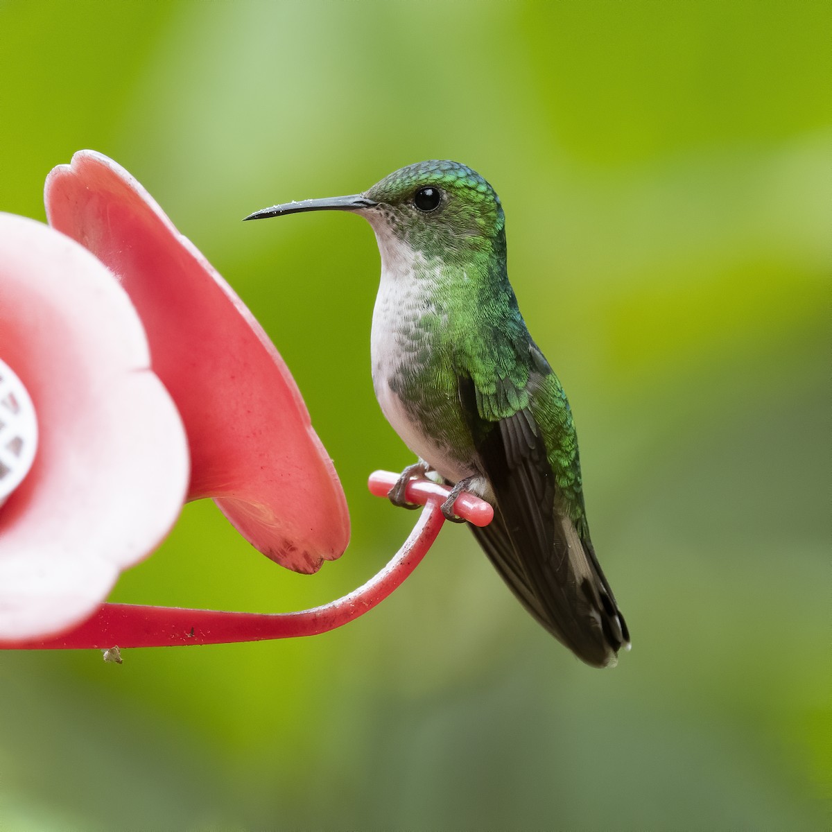 White-tailed Emerald - ML213560371