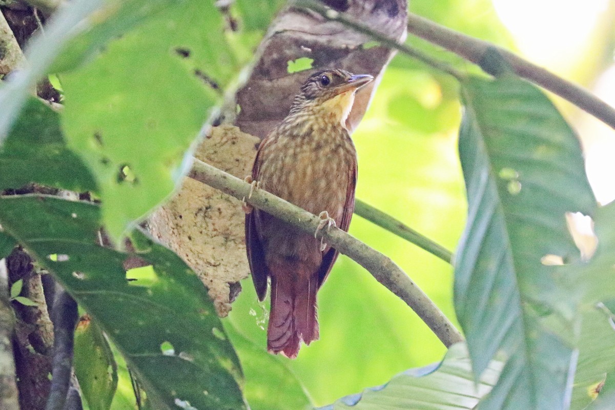 Western Woodhaunter - ML213560431