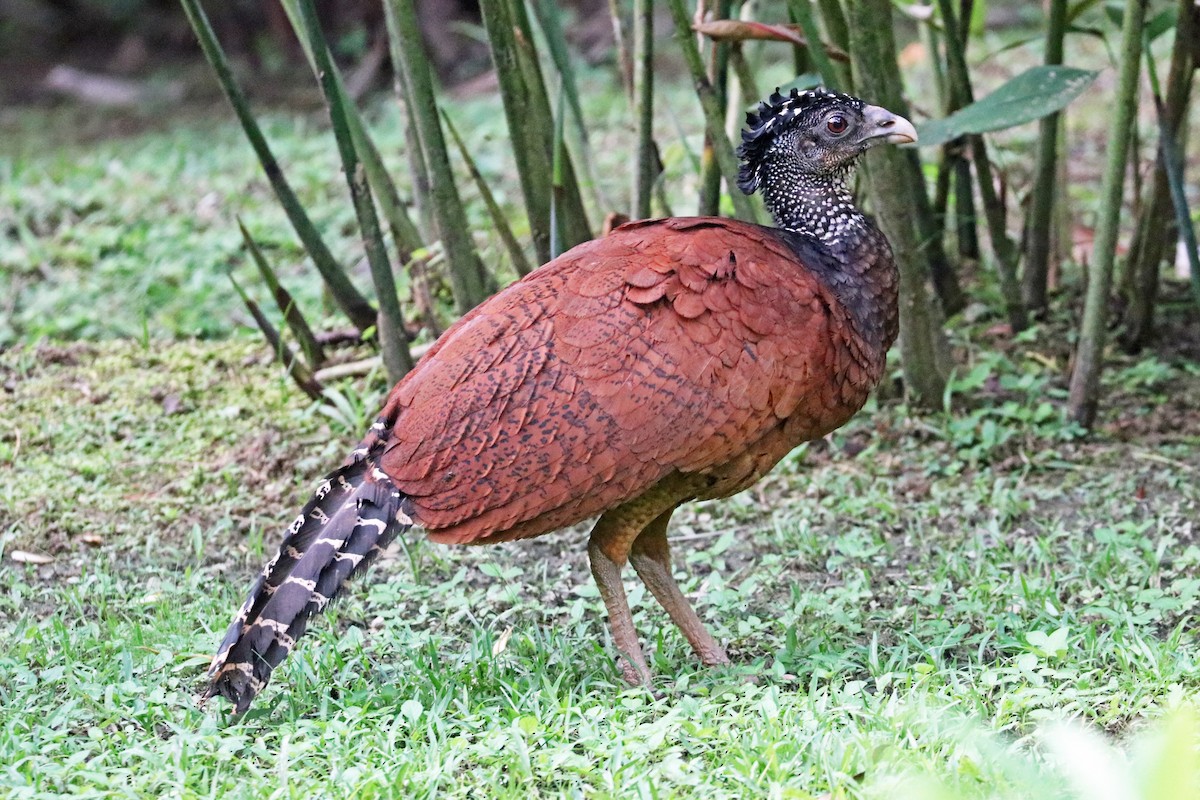 Great Curassow - ML213560921