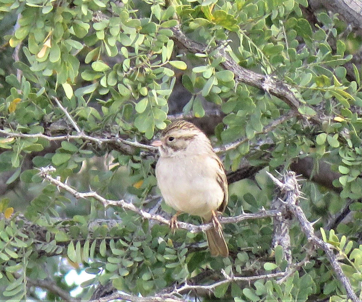 Brewer's Sparrow - ML213561951