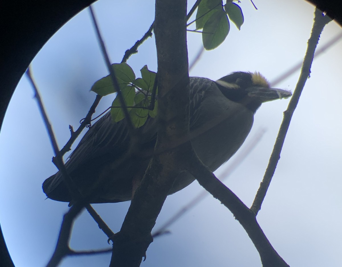 Yellow-crowned Night Heron - ML213562131