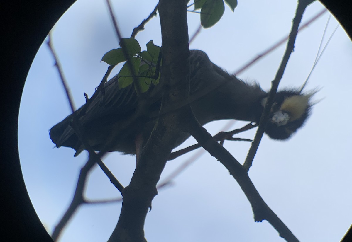 Yellow-crowned Night Heron - ML213562141