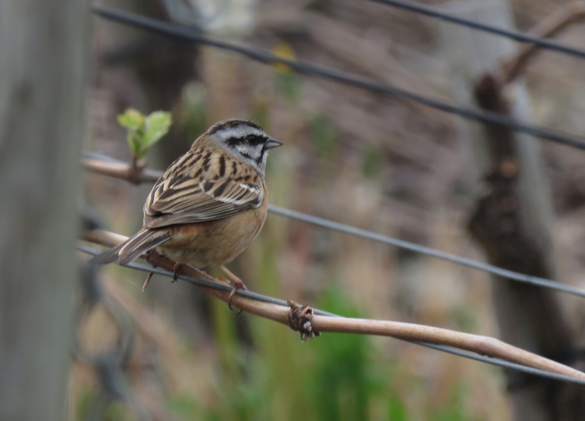 Rock Bunting - Henk Sierdsema