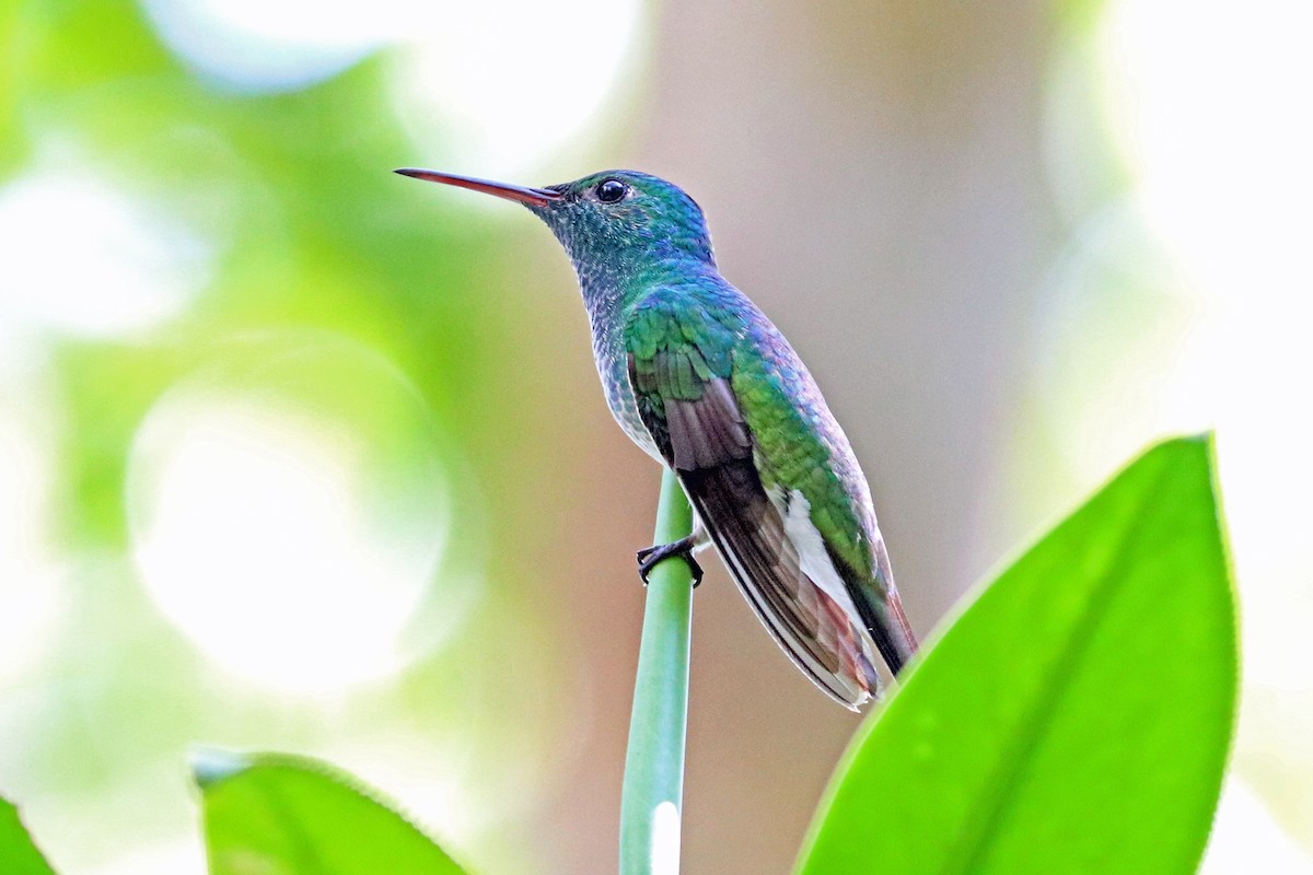 Mangrove Hummingbird - ML213562431