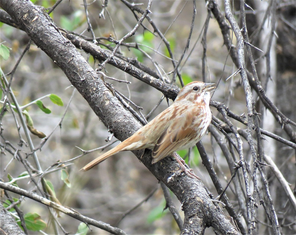 Song Sparrow - Sharon Lynn