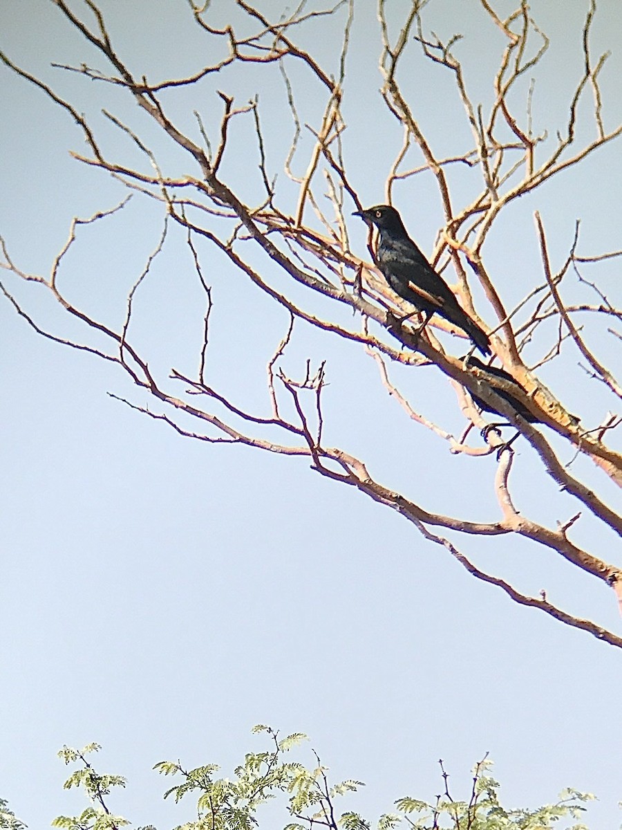 Pale-winged Starling - ML213563261