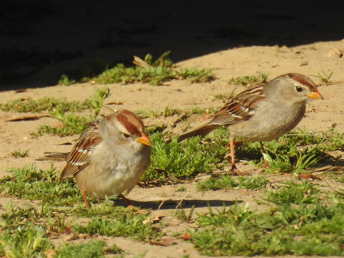 White-crowned Sparrow - ML213563911