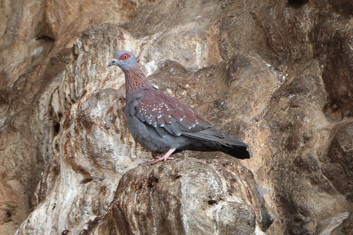 Speckled Pigeon - ML213563941