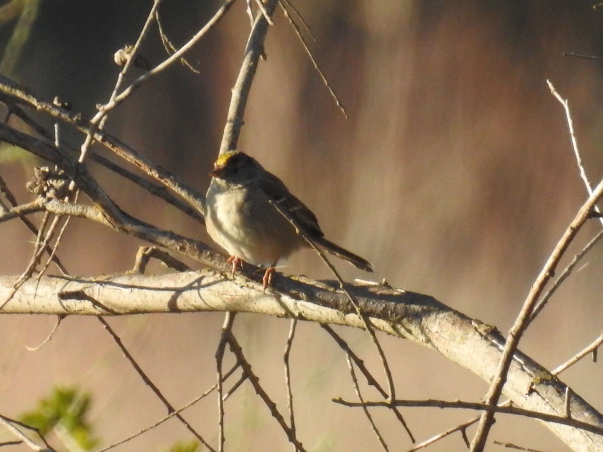 Golden-crowned Sparrow - ML213563951