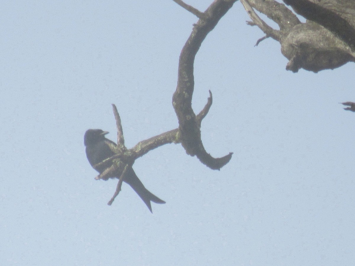 Fork-tailed Drongo - ML213564041