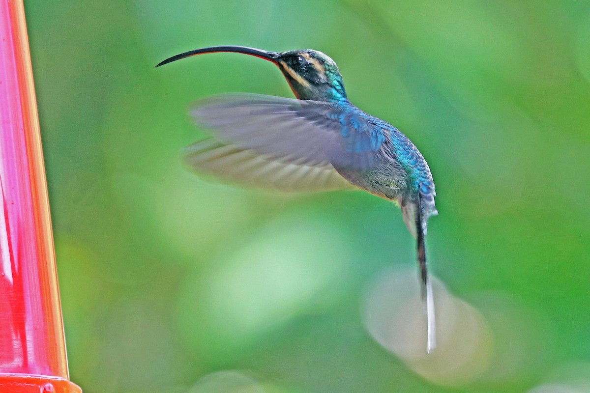 Green Hermit - ML213564121