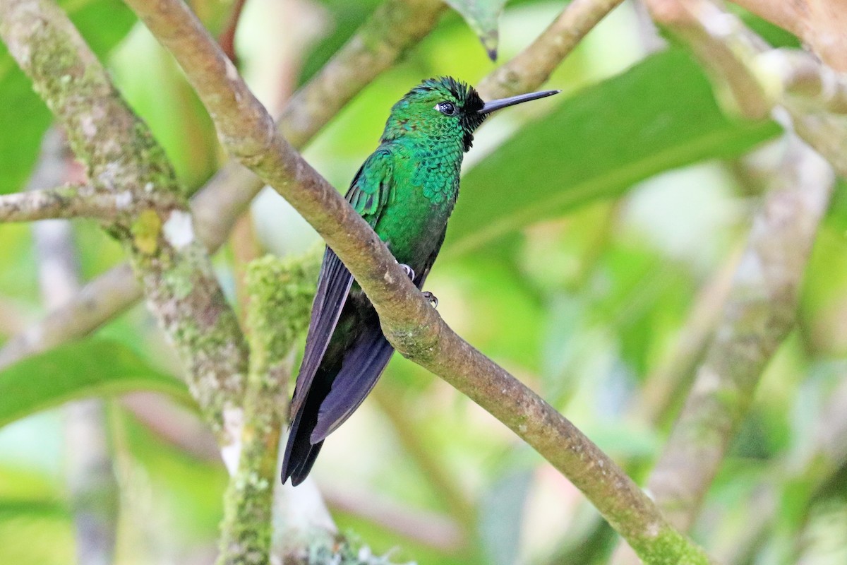 Green-crowned Brilliant - Greg  Griffith