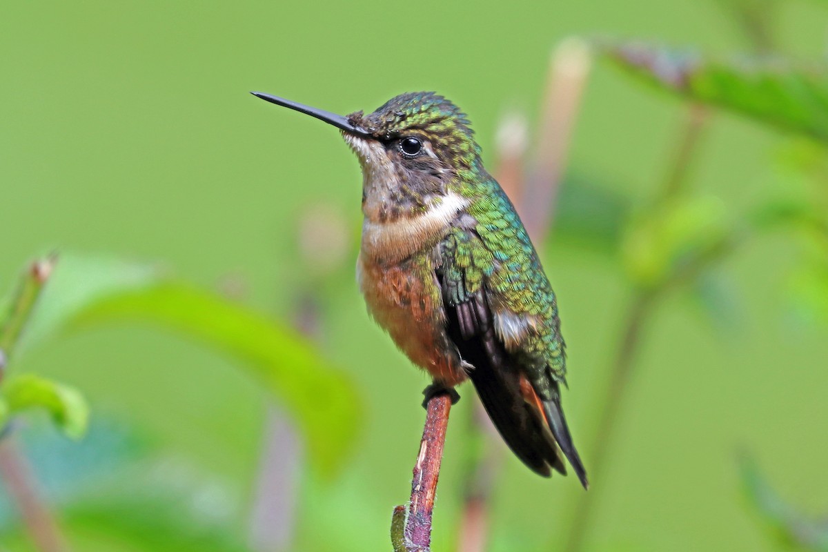 Magenta-throated Woodstar - ML213564371