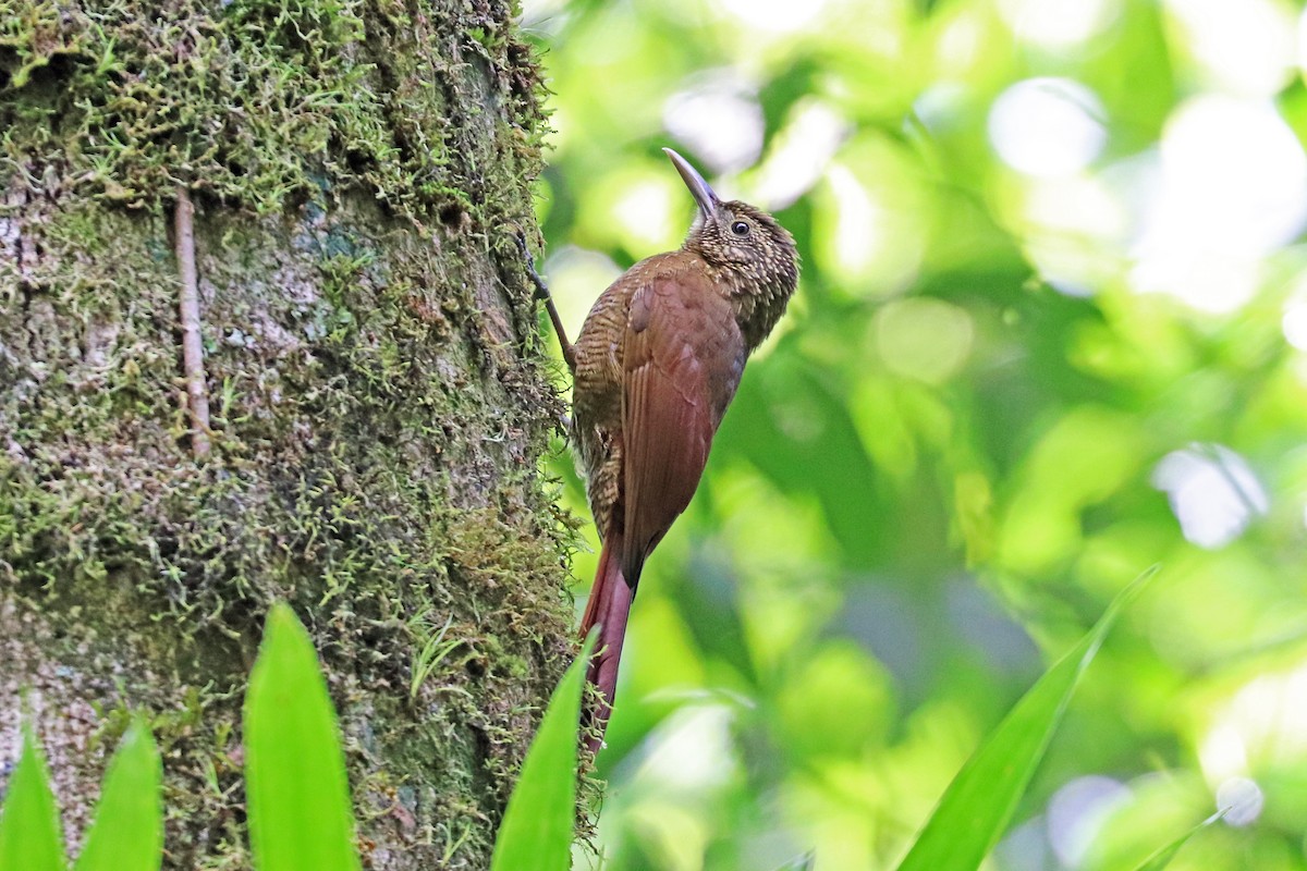 Black-banded Woodcreeper - ML213564441
