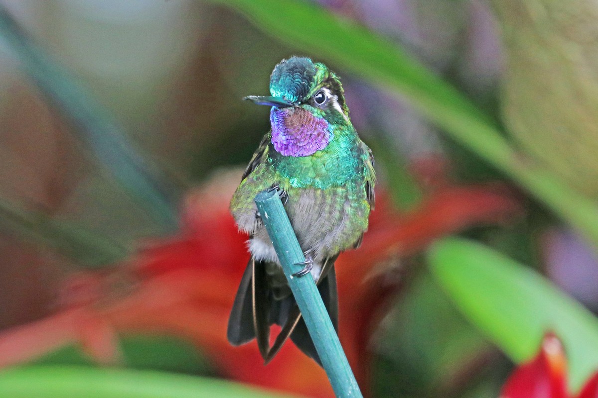 Purple-throated Mountain-gem - ML213564771