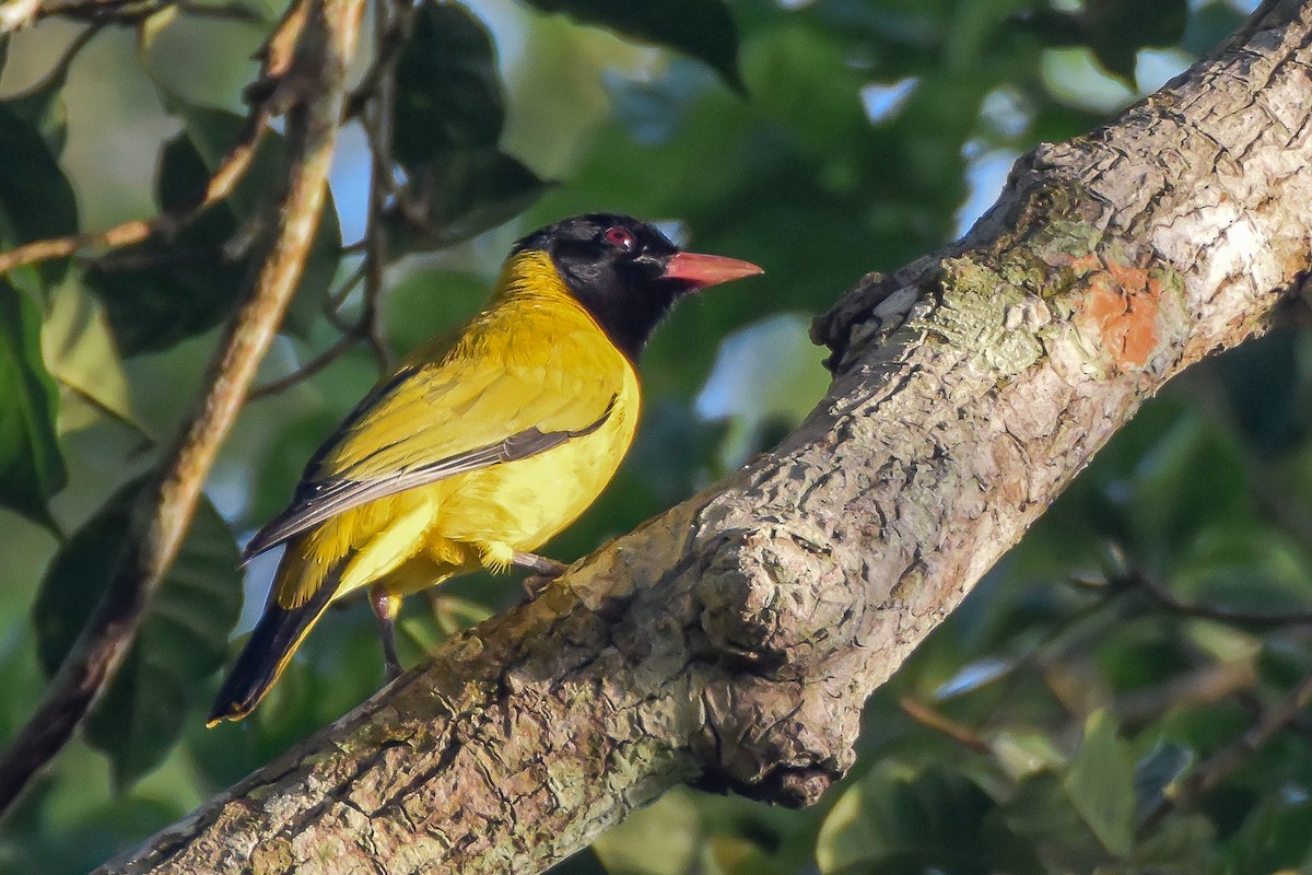 Black-winged Oriole - Giuseppe Citino