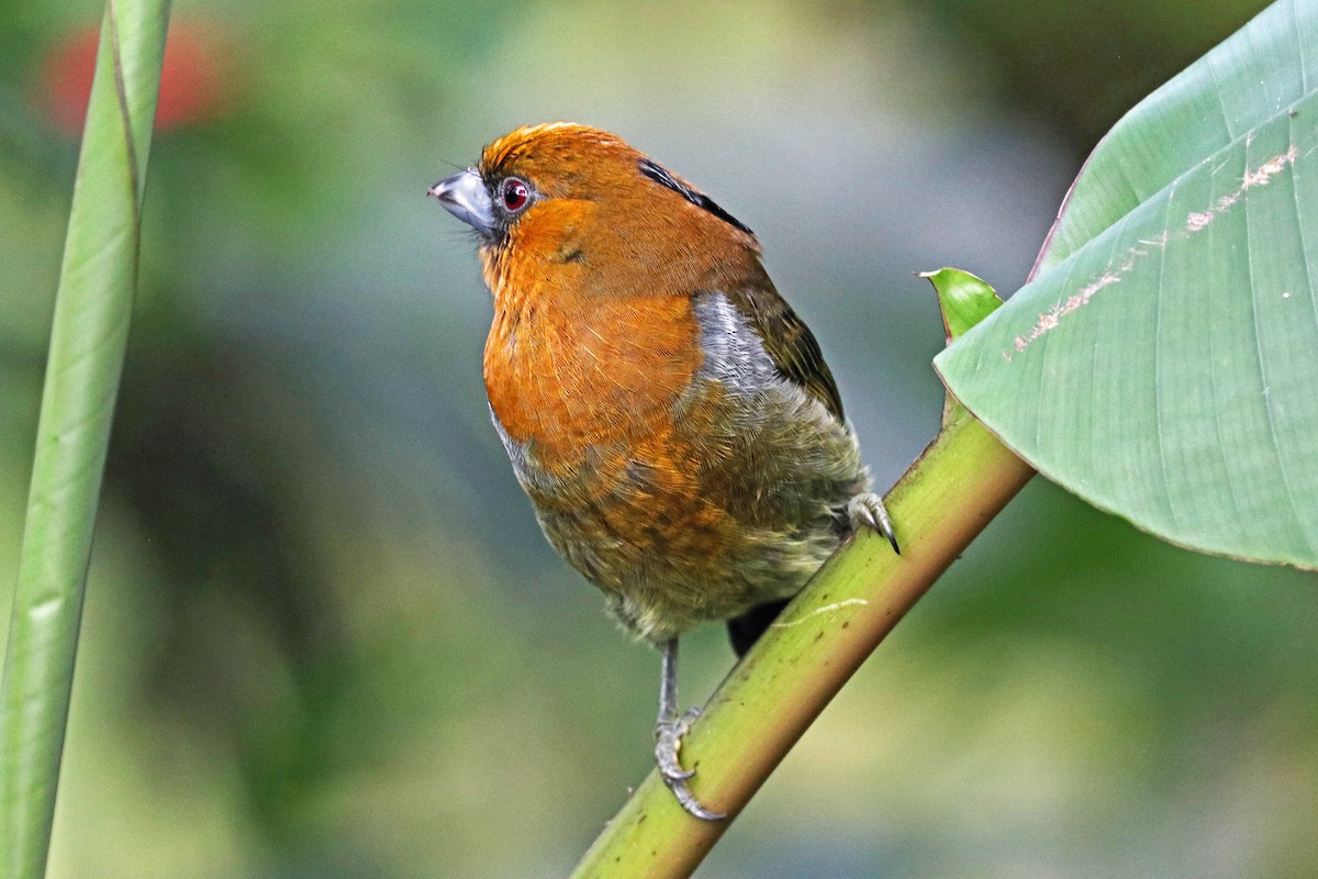 Prong-billed Barbet - Greg  Griffith