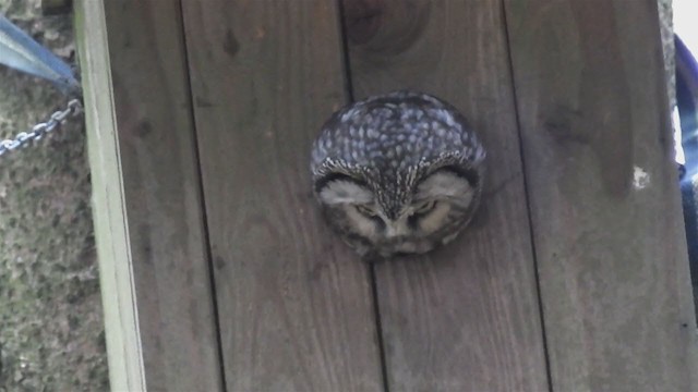 Boreal Owl - ML213565471