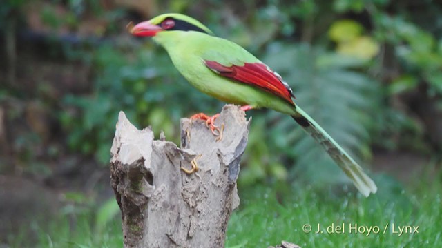 Common Green-Magpie - ML213566151
