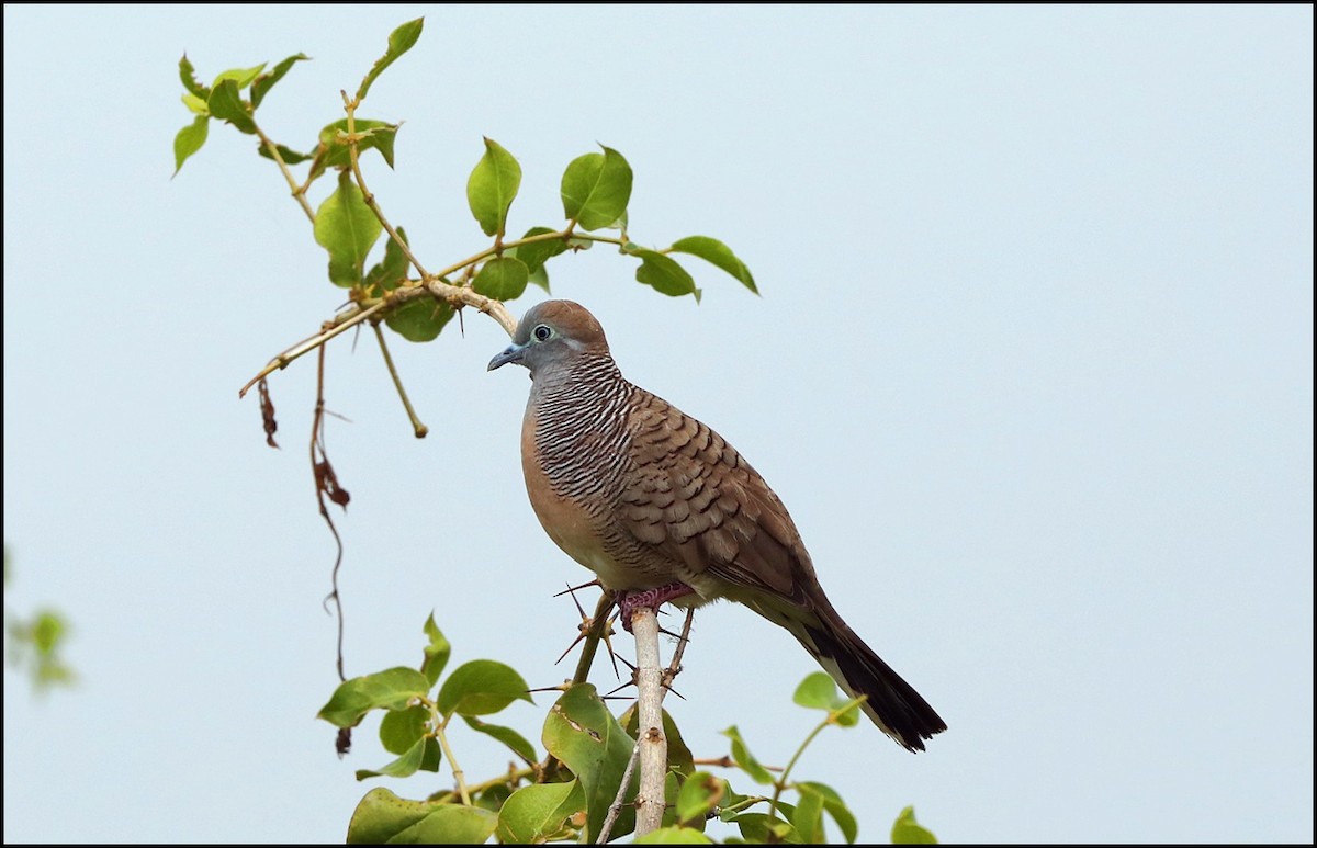 Zebra Dove - ML213566511