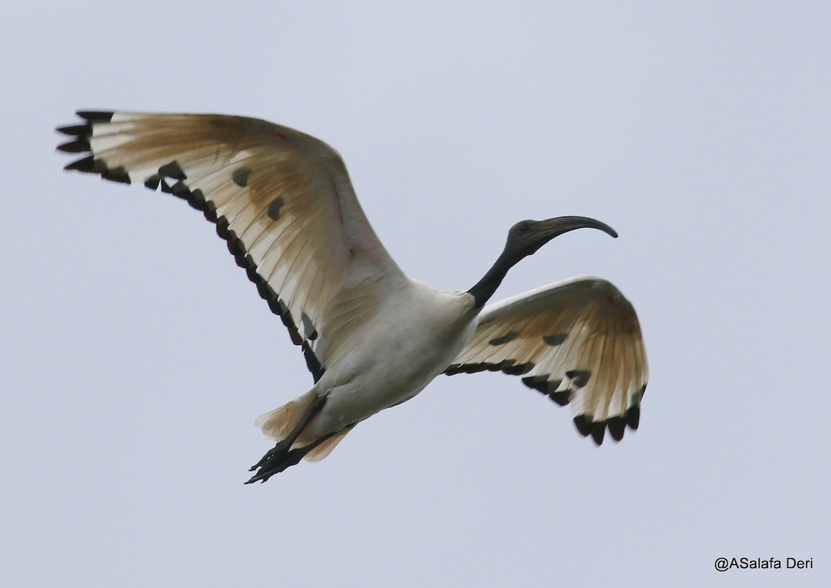 African Sacred Ibis - Fanis Theofanopoulos (ASalafa Deri)