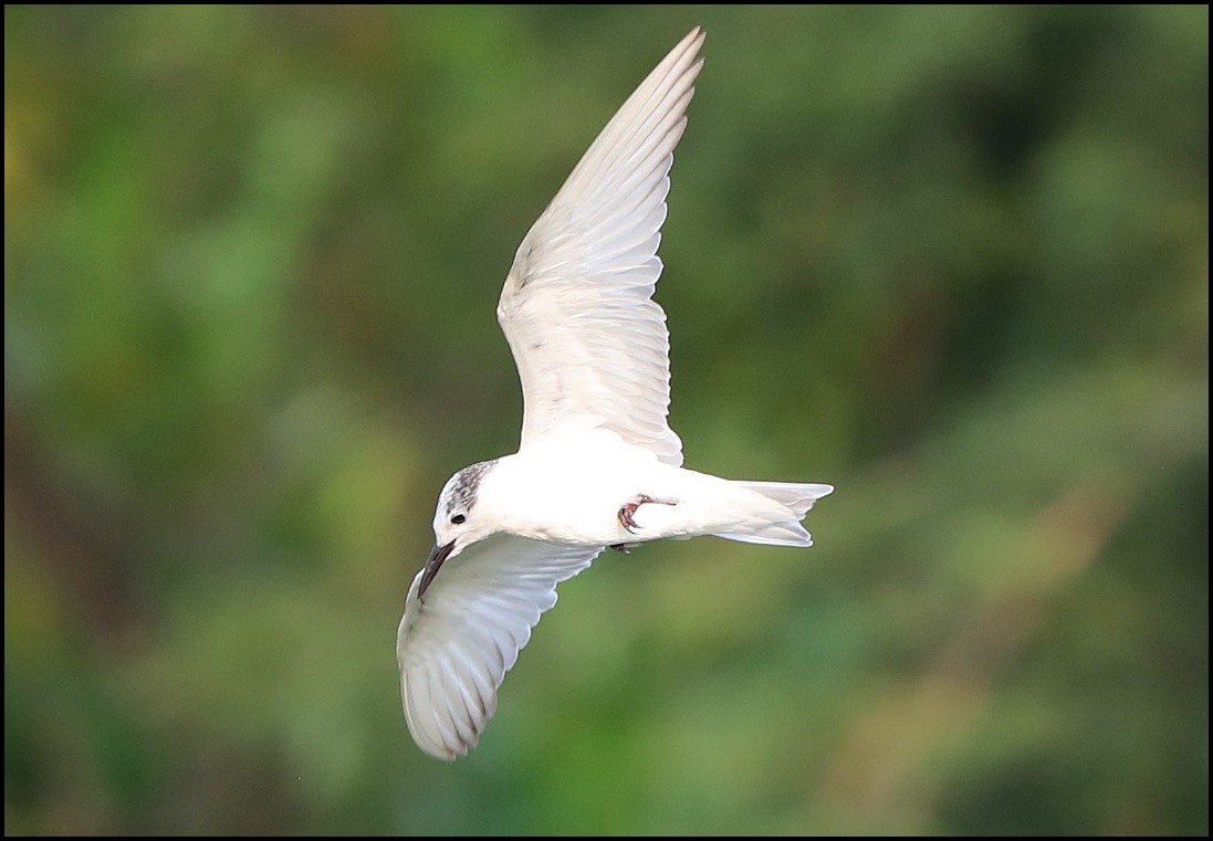 Whiskered Tern - ML213566601