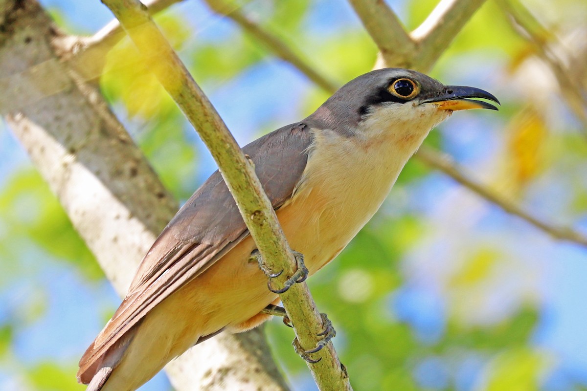 Mangrove Cuckoo - ML213566871