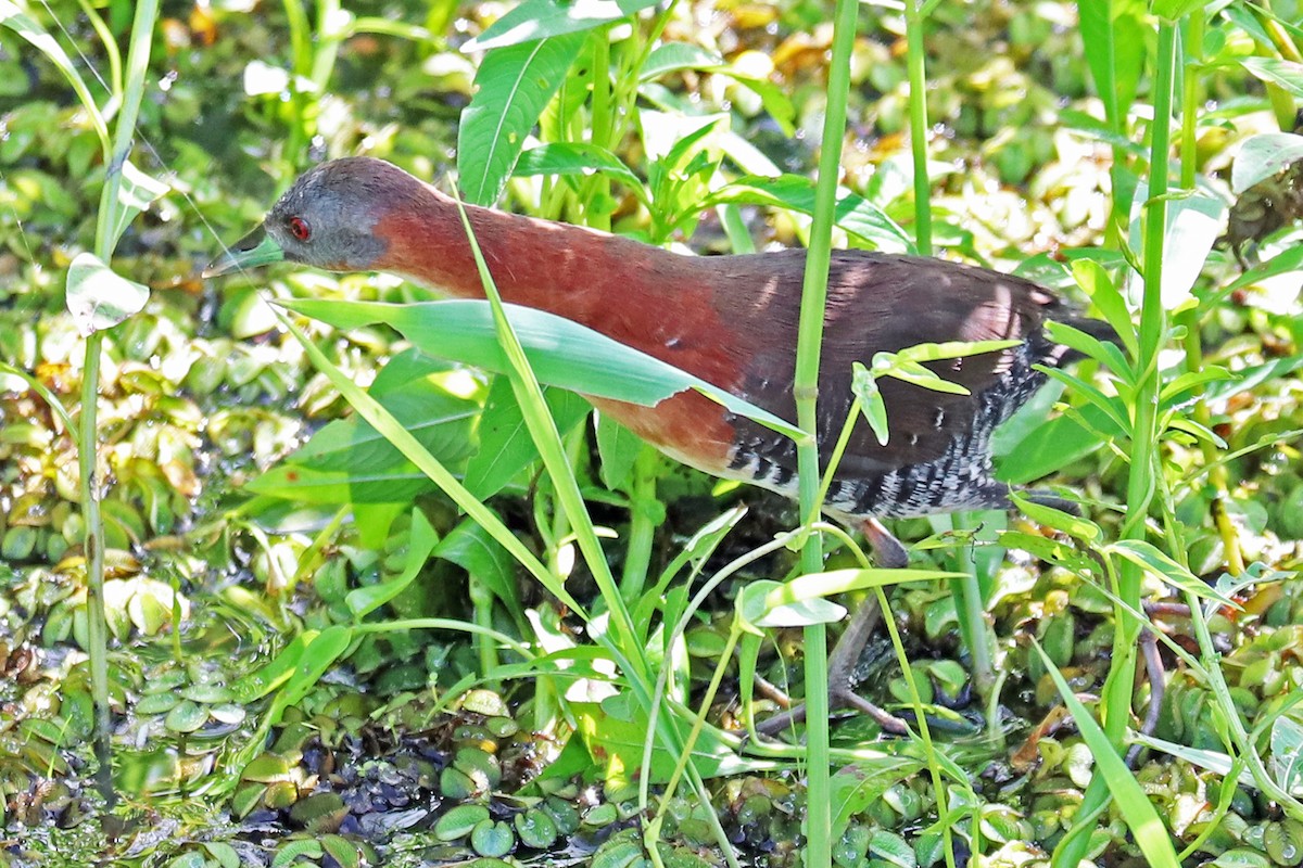 White-throated Crake - ML213567001
