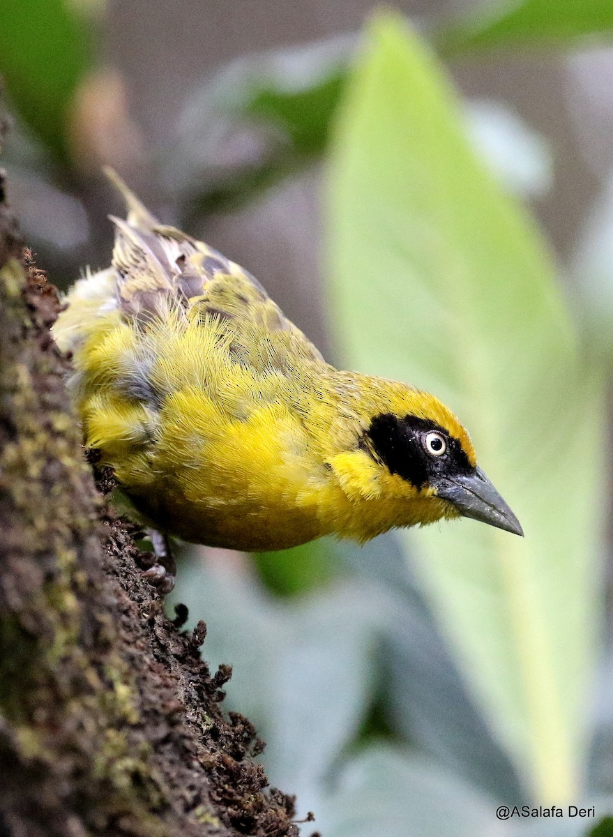 Baglafecht Weaver (Baglafecht) - Fanis Theofanopoulos (ASalafa Deri)