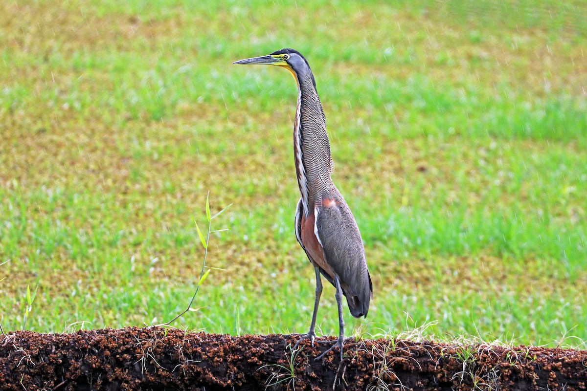 Bare-throated Tiger-Heron - ML213567041