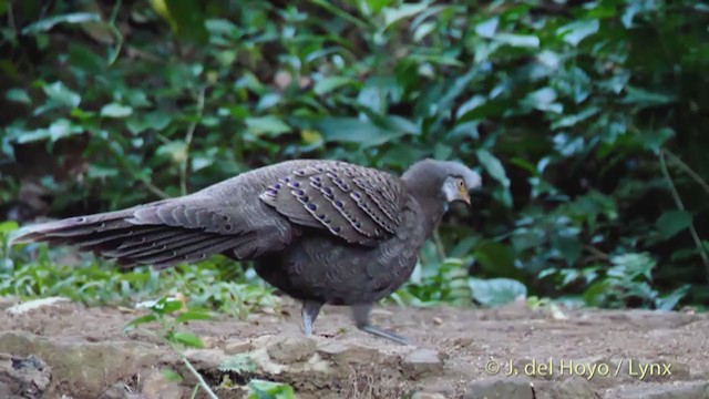 Gray Peacock-Pheasant - ML213567331