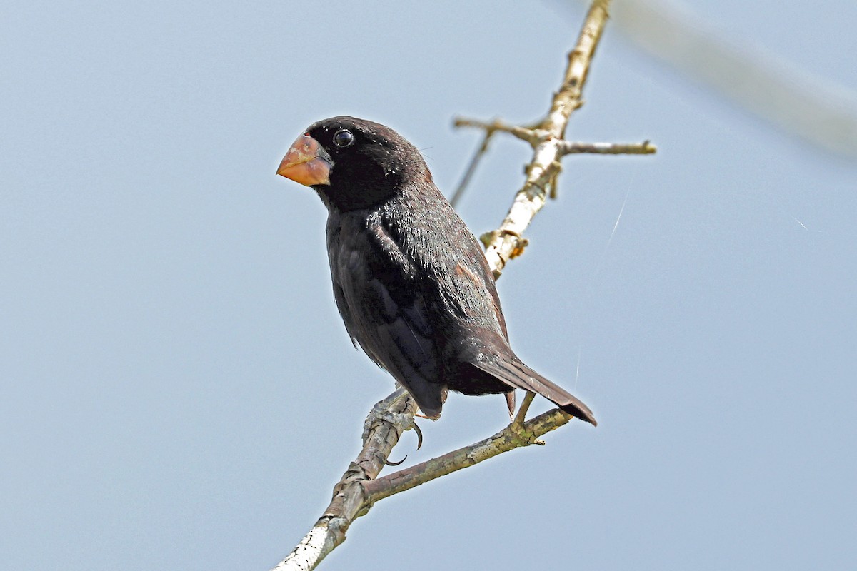 Nicaraguan Seed-Finch - ML213567481